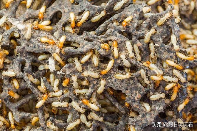 昆虫界无敌破坏王白蚁，我不光吃木头，我啥都吃
