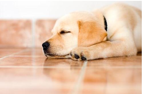 狗狗出现哪6种现象就得了狂犬,夏天狗狗为什么要降温