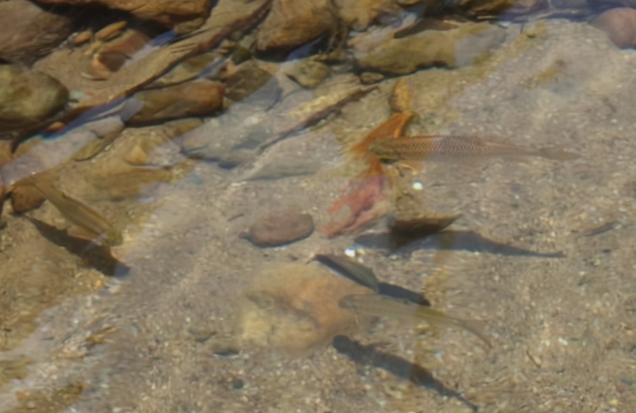 儿时的乡情散文,乡情散文模板