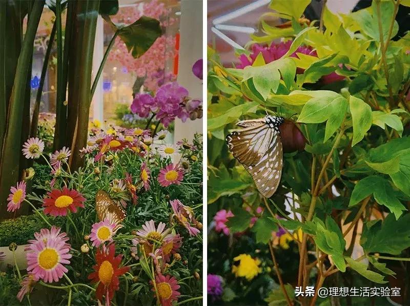 龙湖成都金楠天街,成都龙湖金楠天街哪一期最好