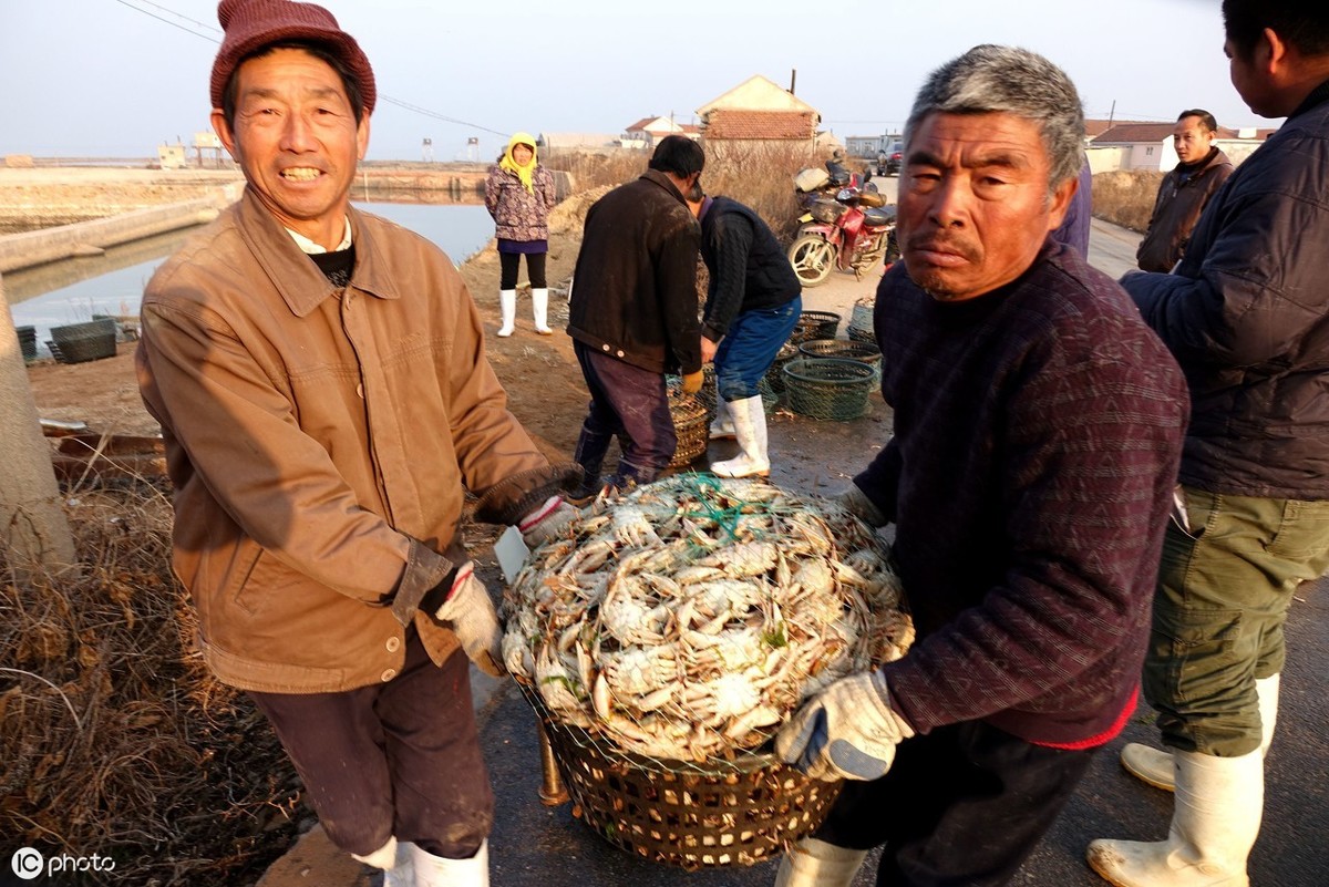 河蟹黑鳃怎么回事,河蟹黑鳃的影响