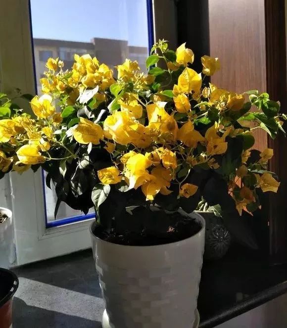 三角梅冻伤怎么弄,三角梅在多少温度才会爆花