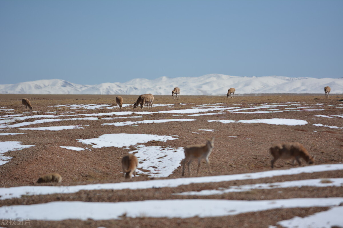 西藏无人区为什么称生命禁区,藏北无人区禁区