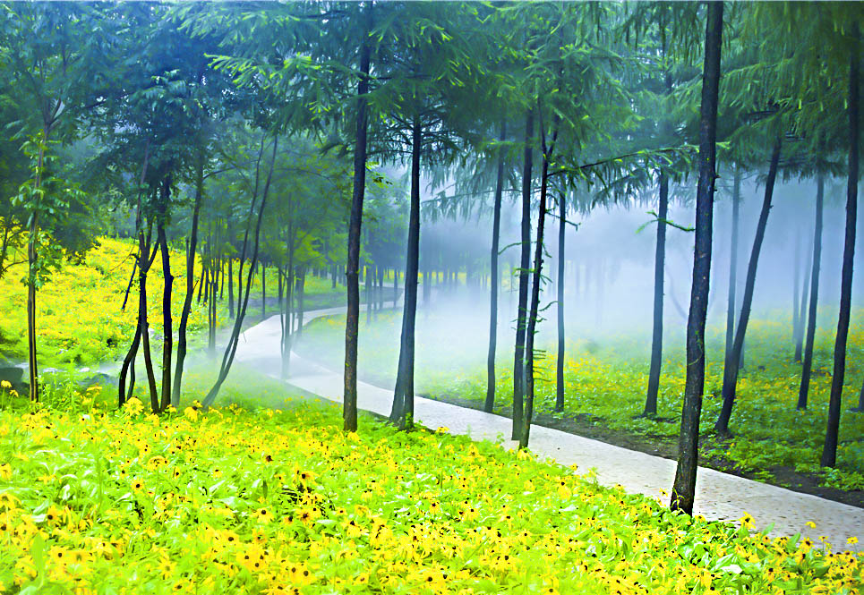 黄金菊属于什么菊花,湖北黄金菊有哪些