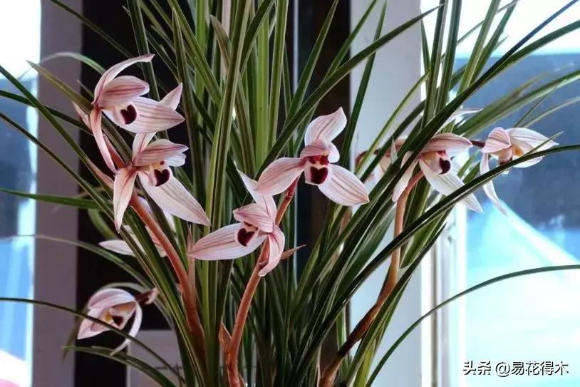 兰花春兰四大名品,兰花十大名品是哪些