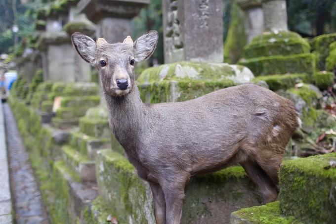 日本京都枫叶季旅游攻略,日本关西赏枫旅游攻略