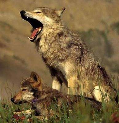 蜻蜓大批飞是什么征兆,蜻蜓在空中突然消失给人什么感觉