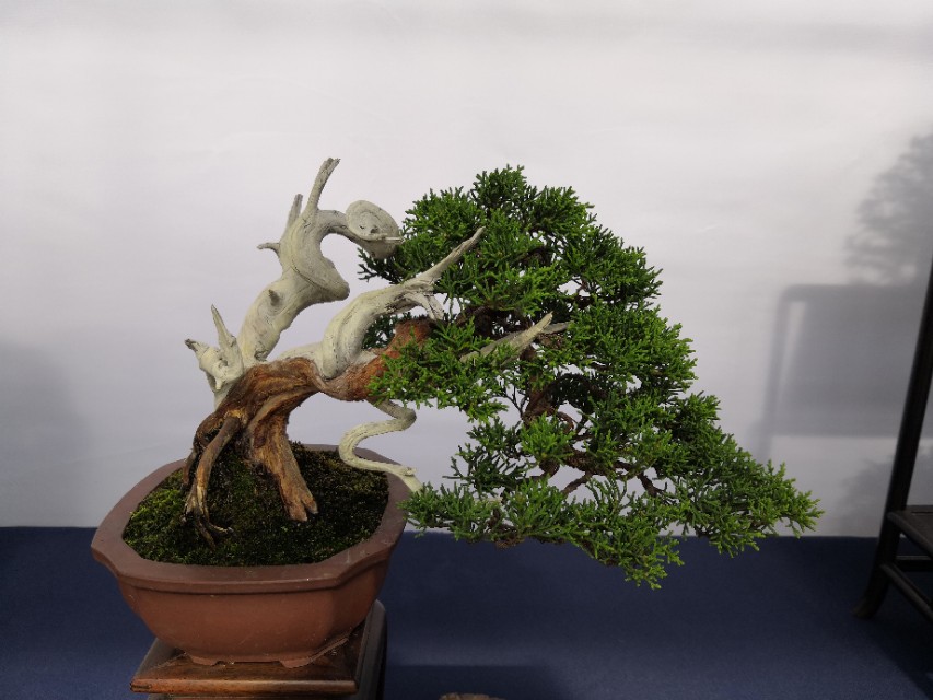 广东清远连州野生黑松采挖 (黑松下山桩初春采挖多久能活)