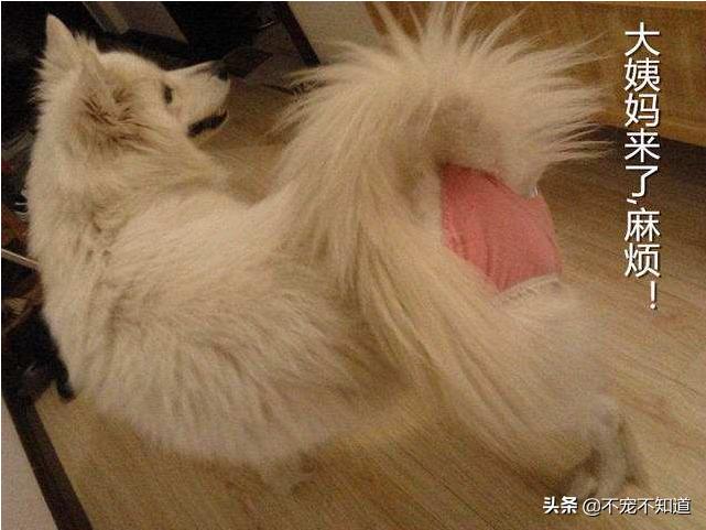 公边牧做绝育的好处与坏处,猫咪超声刀绝育有什么好处