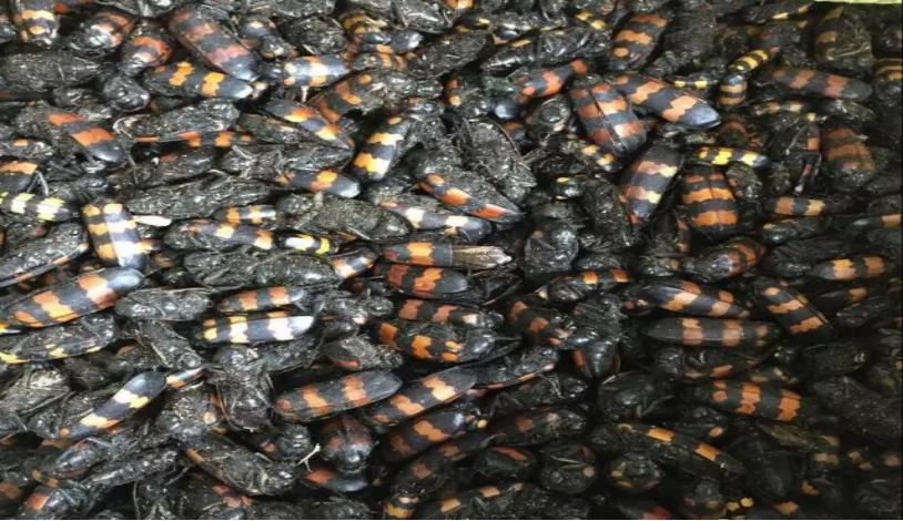 五独合剂，养殖必备，久病难治专用药