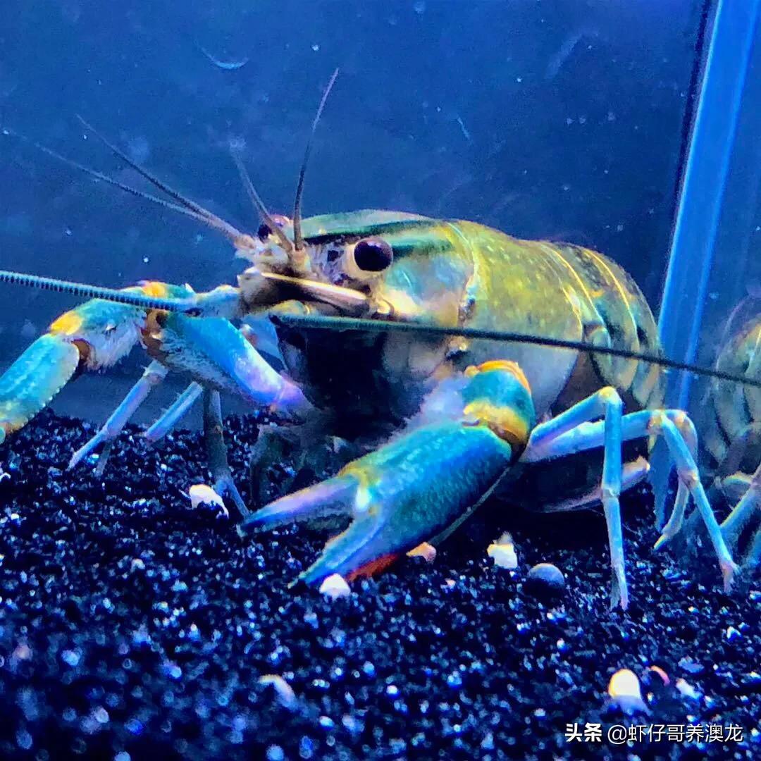 淡水养殖澳洲龙虾可行性研究报告,广东澳洲淡水龙虾养殖前景