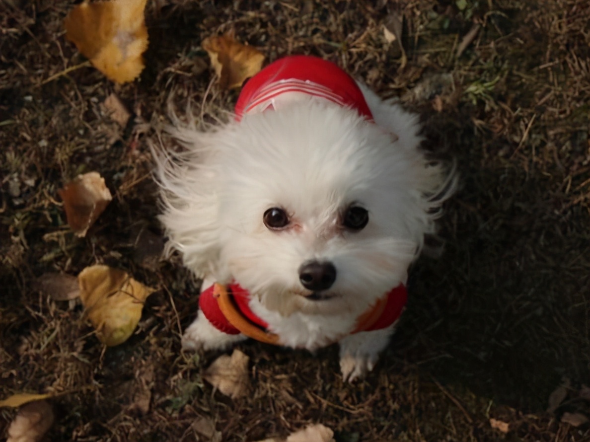 什么狗粮美毛效果好,狗粮中什么配方起到美毛作用