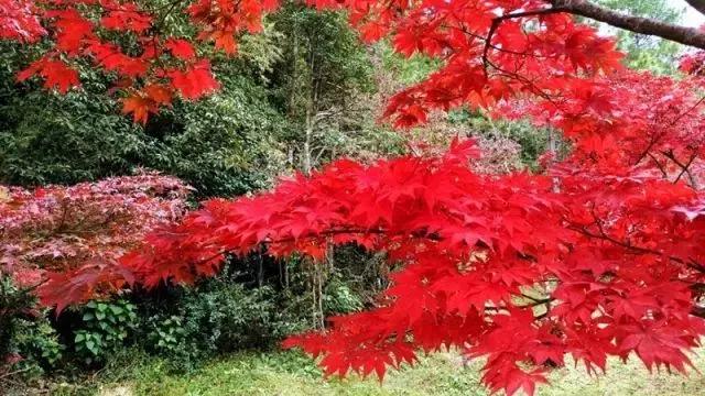 云南适合深秋游玩的地方,云南的秋天适合去哪些景点