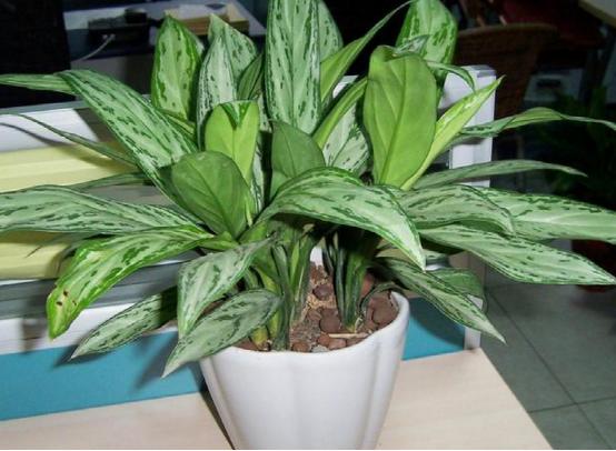 5种有毒的花,5种花除甲醛又净化空气