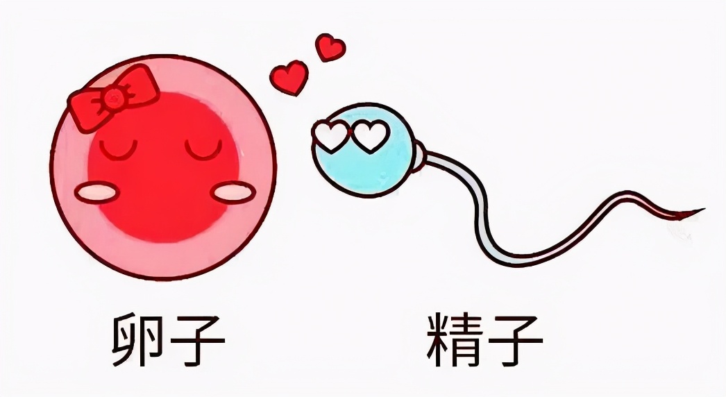 促排卵卵泡发育成熟不排卵怎么办,卵泡成熟就是不排卵怎么回事