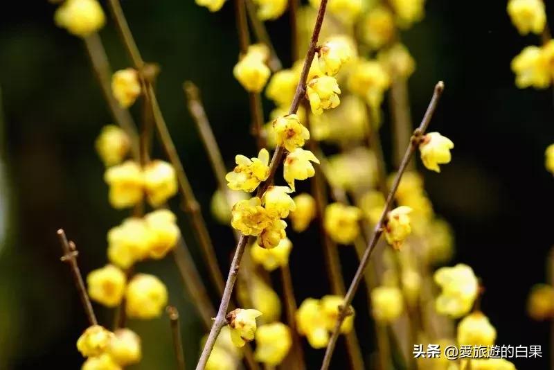 腊梅花开放视频,成都看腊梅的地方