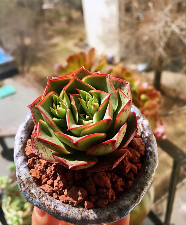 多肉买回来不长花箭,多肉买回来不换土几天浇水