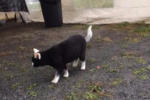 中华田园猫缺点有哪些,中华田园猫有多不受待见