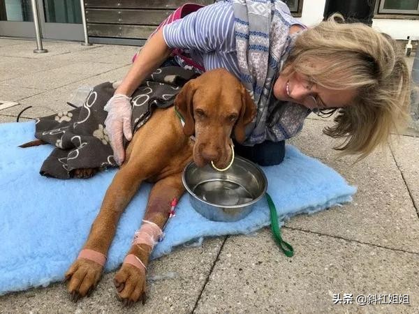 狗狗偷吃了一口蛋糕，抢救8天花了9万！最终仍肝衰竭死亡？