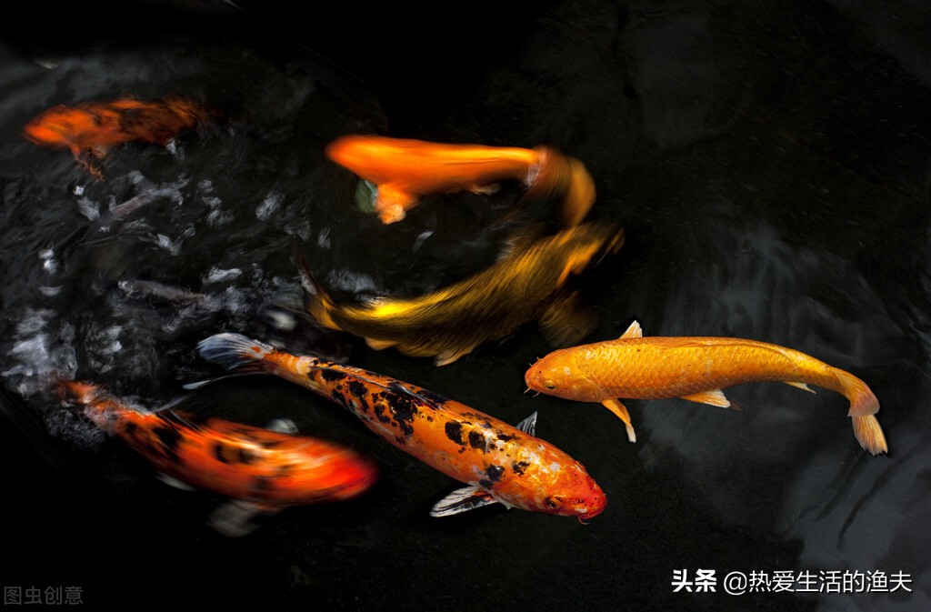 锦鲤生病需要隔离吗,锦鲤有病了需要停食吗