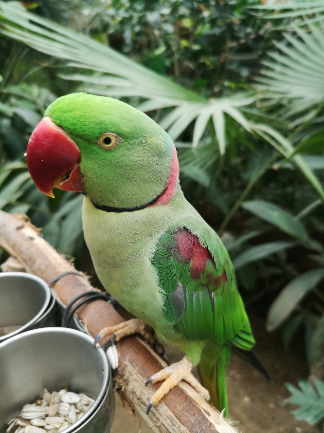 鹦鹉界最容易养熟的几大鹦鹉,鹦鹉界最容易养熟的鹦鹉