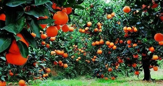 橙子怎么挑才最甜最好吃,橙子的品种哪个最好吃