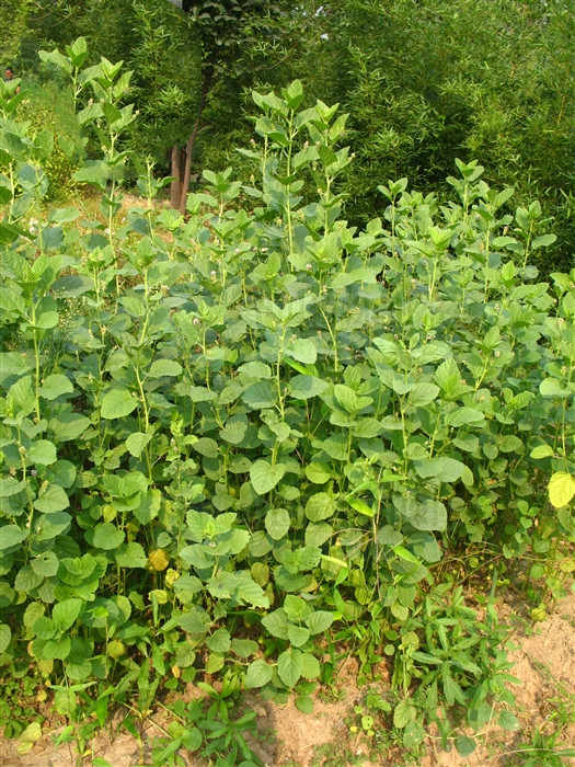 补骨脂治疗白癜风外用方法,补骨脂治白癜风是熬水还是磨粉