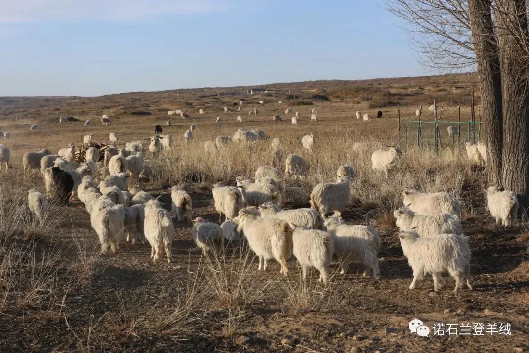 好看的中长款短袖高级感,女士高端大气上档次的羊绒短袖