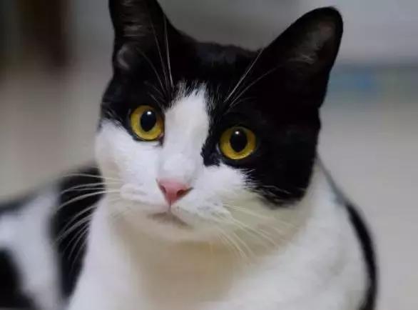 青光眼合并白内障如何治疗最好,猫咪白内障的早期症状眼药水