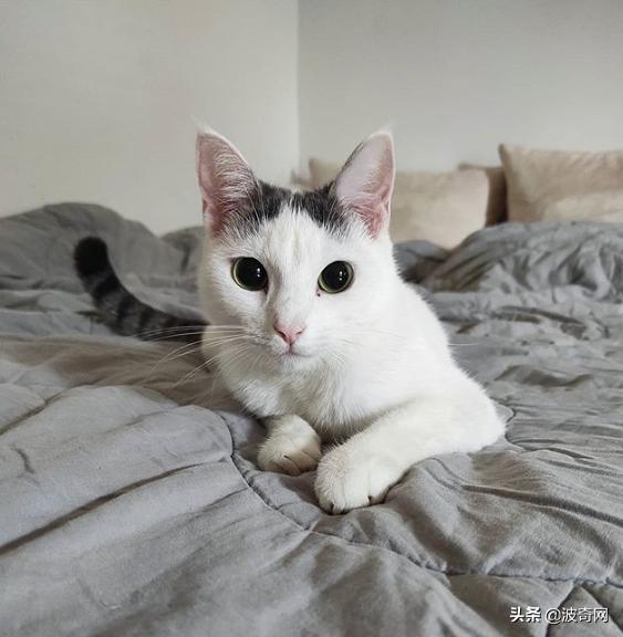 猫咪怀孕睡觉会抽搐吗,猫咪睡觉时叫唤是做梦吗