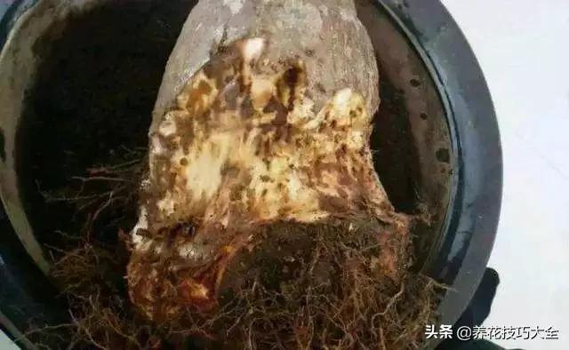 养发财树一定要注意以下几点,发财树容易被浇死