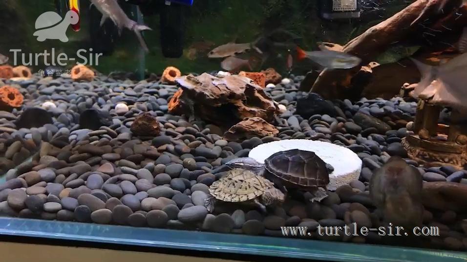 龟缸养龟怎么保持水质清澈,养龟之道如何掌握适宜龟缸水位