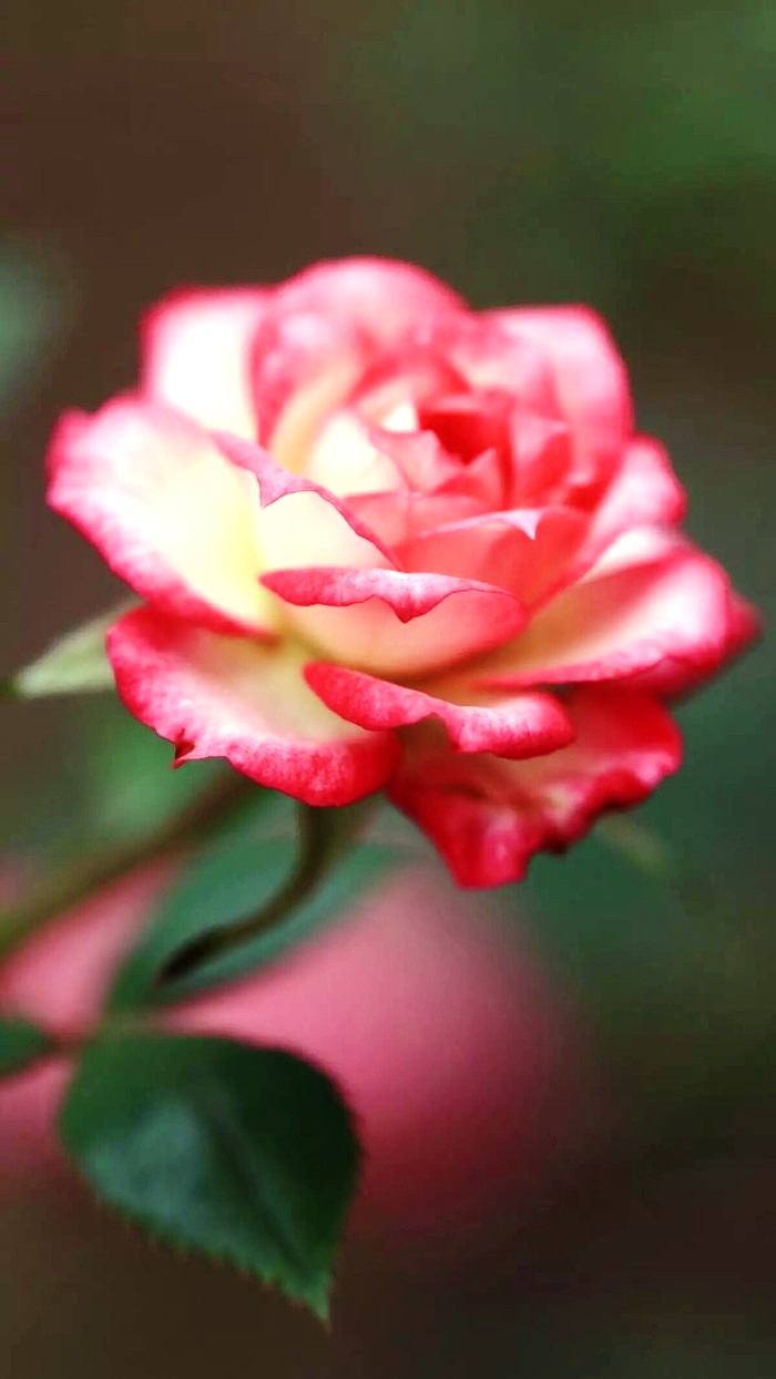 朋友圈说说大全简约又精致的句子,朋友圈说说精致的句子