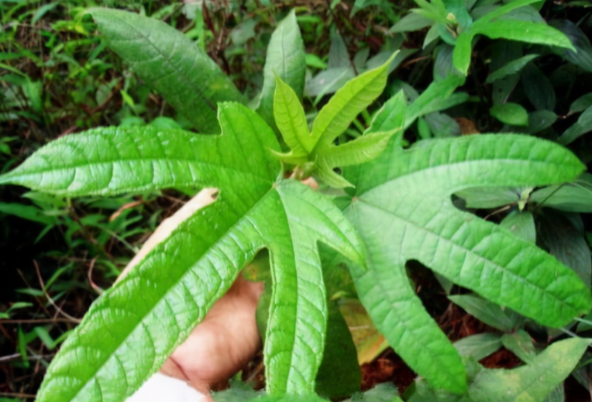 俗称南方野人参,俗称广东人参