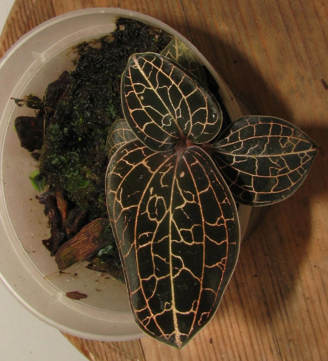 绿翡翠宝石兰植物,宝石兰植物