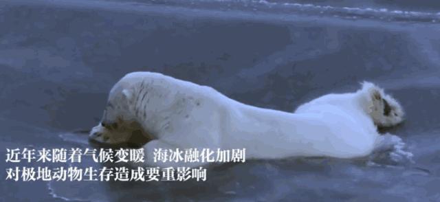 红帽子白胡子的老人,白胡子红帽子老人