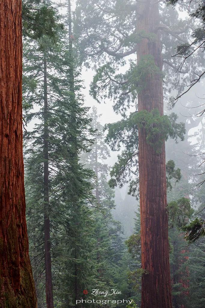 人类用8年就灭亡的动物,人类用八年就灭杀的动物