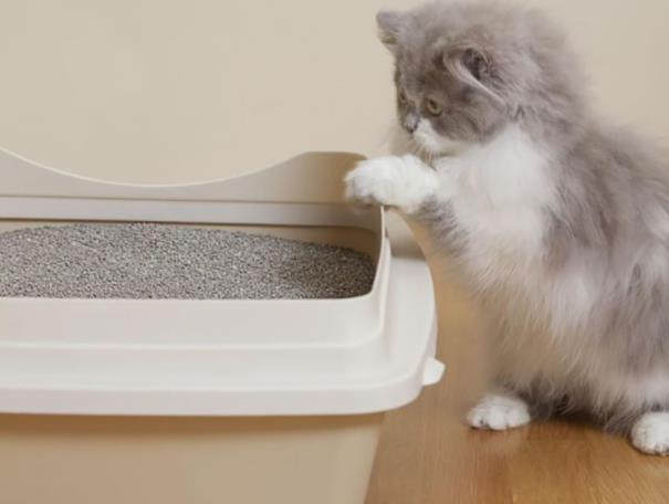 猫咪乱拉臭臭怎么办,家里的猫咪乱撒尿怎么办