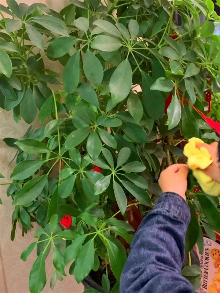 在叶子上的蓝色营养液,在植物的叶子上喷水有用吗