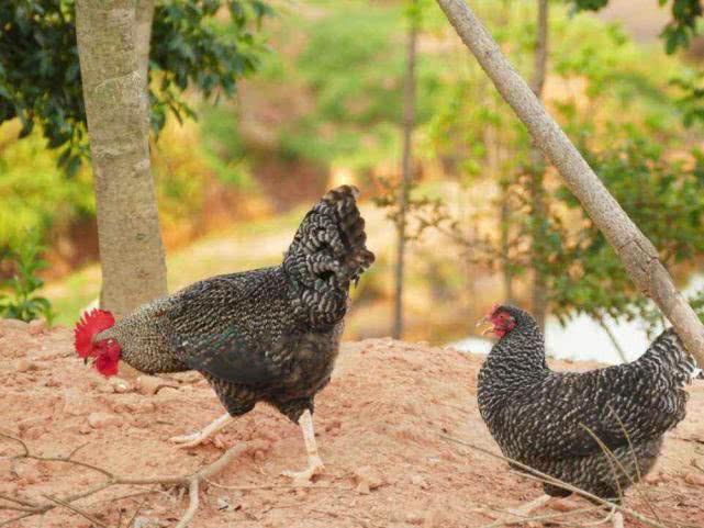 半年时间养殖什么最好挣钱,养殖成本才50元6个月即可出栏