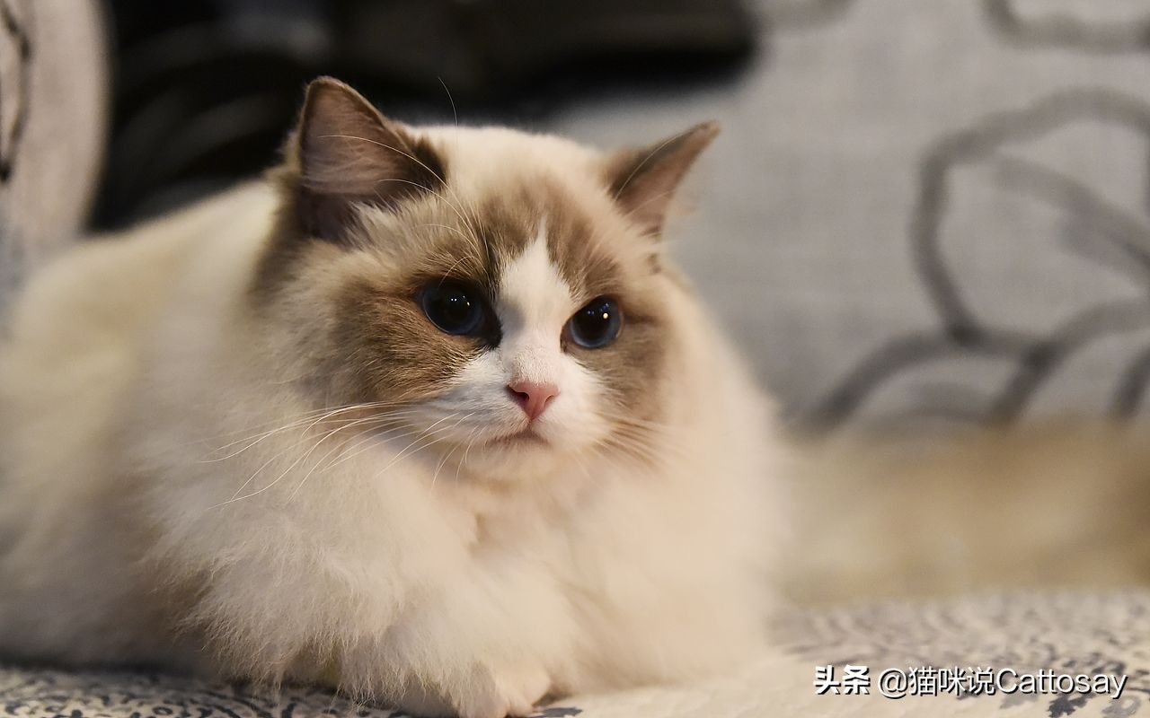 靠喂流浪猫，找到了老婆，创业也成功了！28岁北大小伙猫咪奇遇记