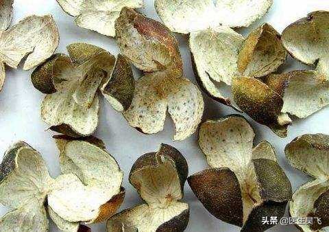 草本传香｜青皮——疏肝气散肿块