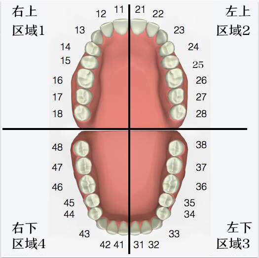 怎样帮狗狗度过换牙期,怎样最快换牙
