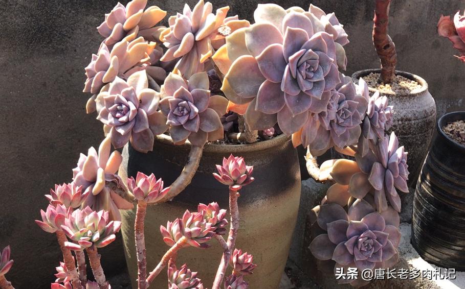 水桩好不好,水桩好养吗