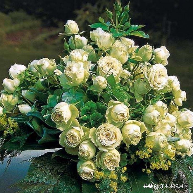 月季有盲枝是什么原因,春天月季全部都是盲芽是什么原因