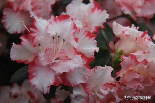 南方植物杜鹃,最容易养的植物杜鹃