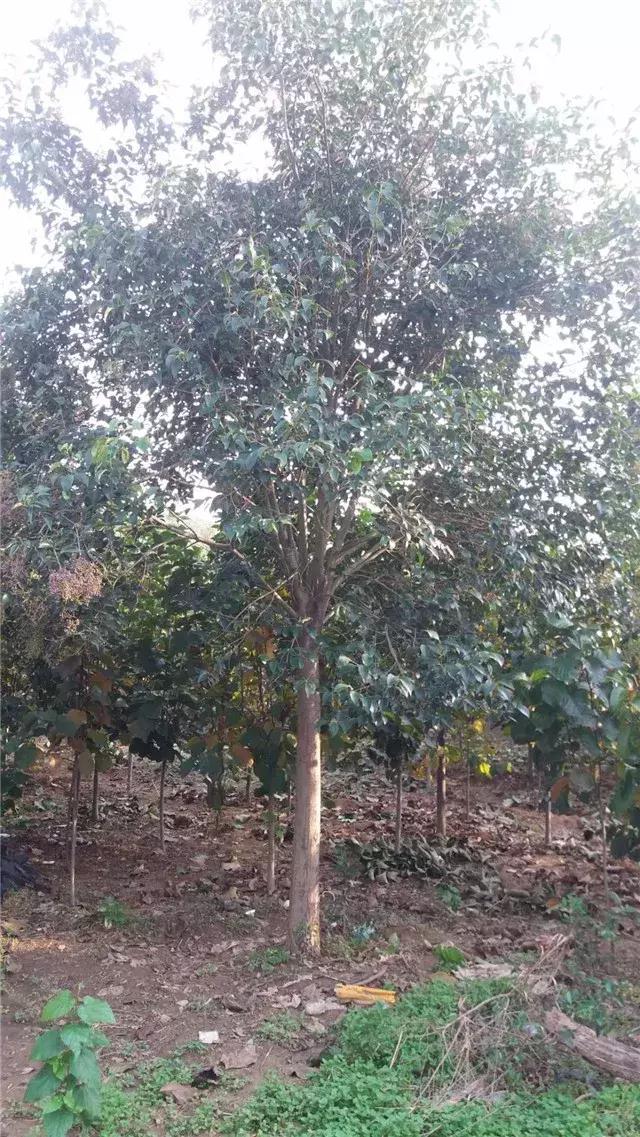 「苗木通新晋会员」湖州陈春耕：细节具体、价格适中、售后保障