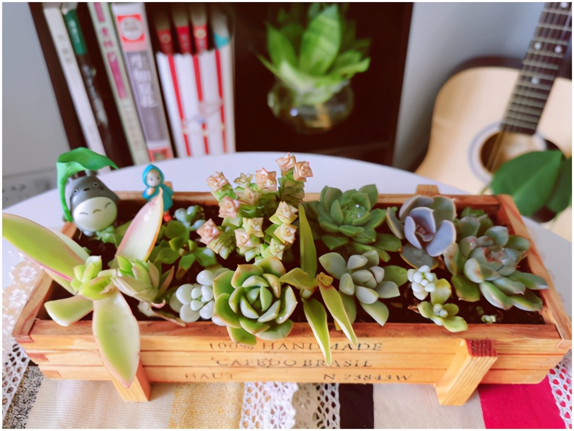 多肉虐我千百遍，我待多肉如初恋