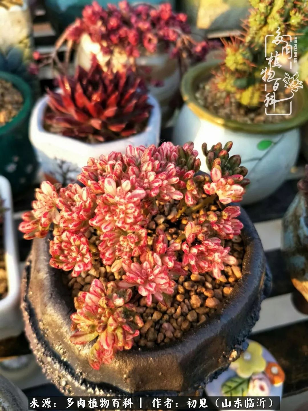 四季颜值在线的多肉,多肉的每一天