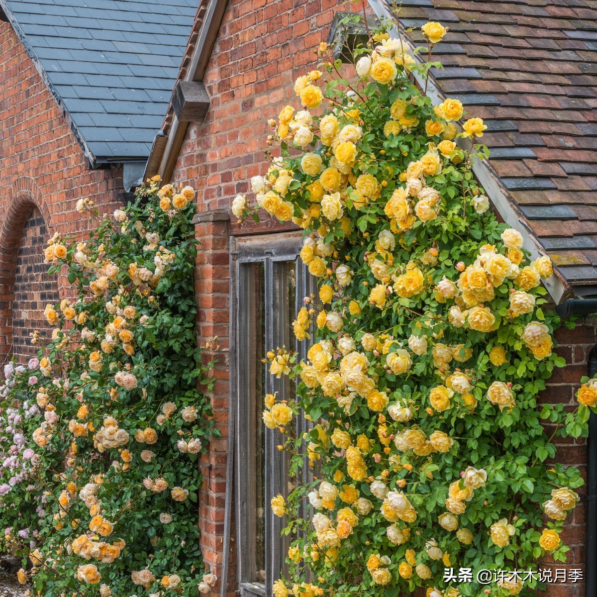 买到假月季苗怎么办,怎样网购月季不受骗